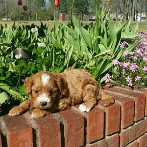 Meet your Posher, Molly